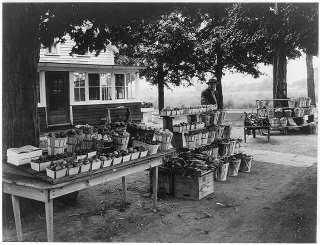 Illustration for article titled Roadside Stand